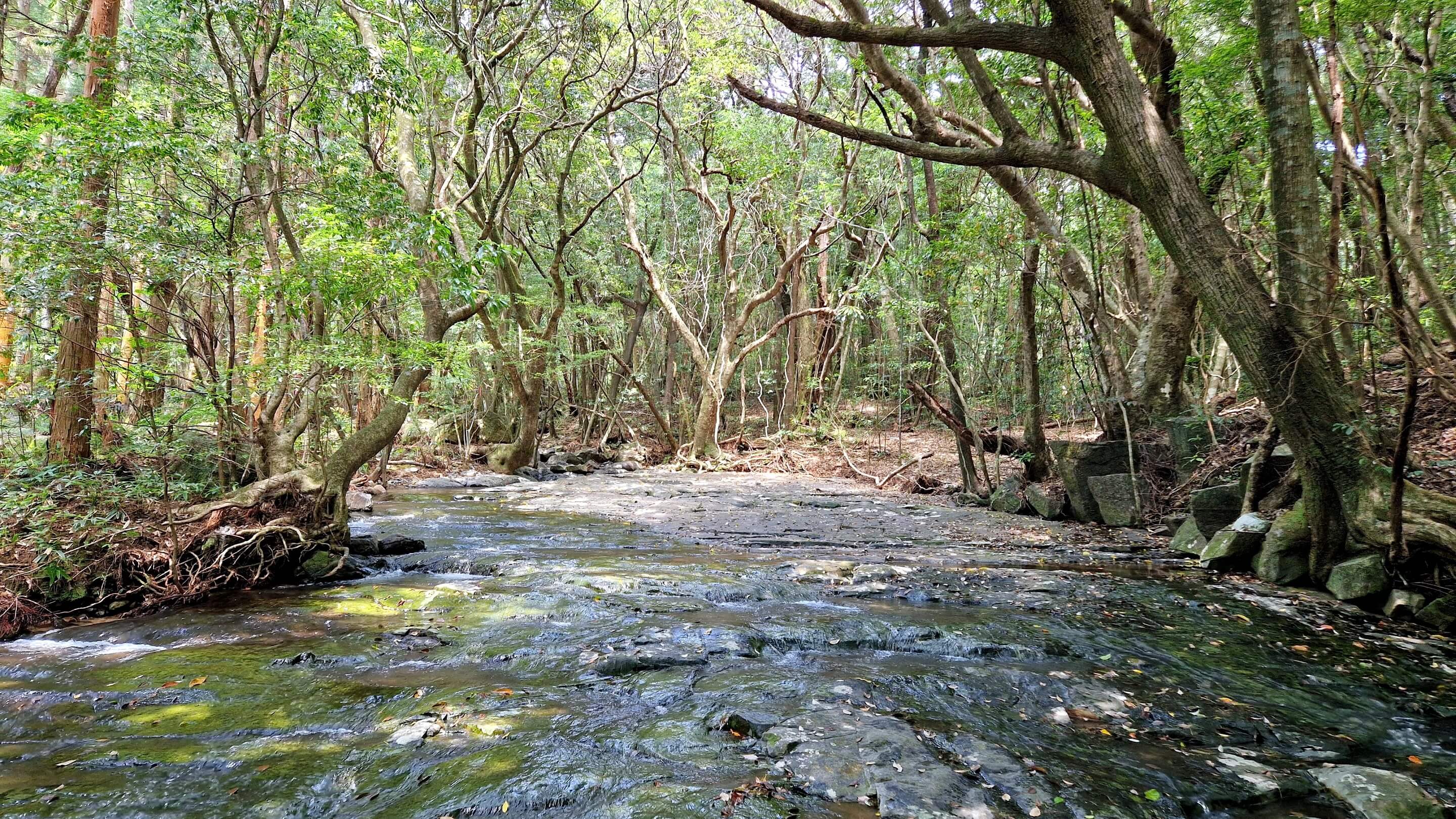 Reisebericht Insel Yakushima Japan