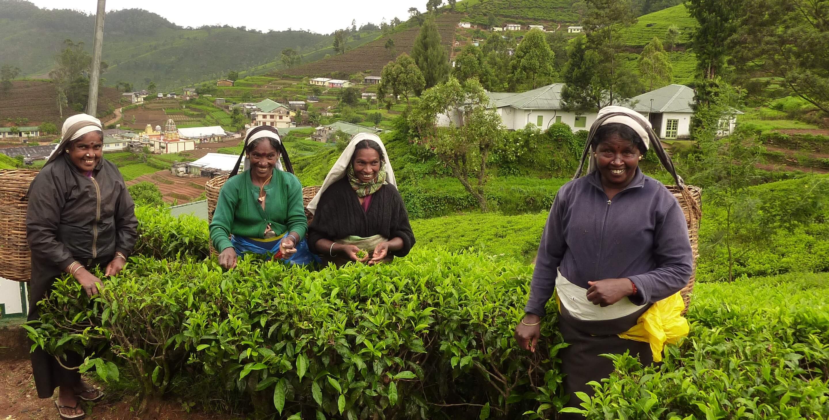 Teepflückerinnen in Sri Lanka