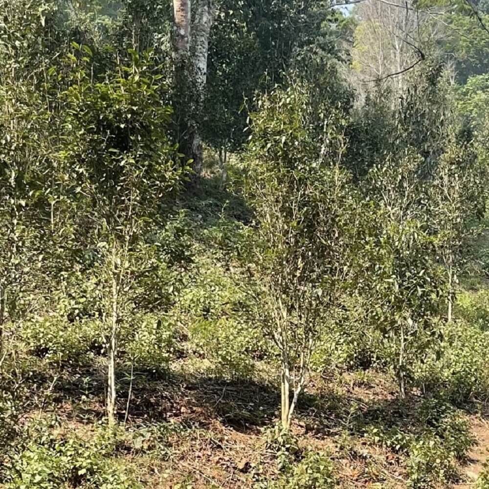 Teesträucher für de Produktion von Pu Erh
