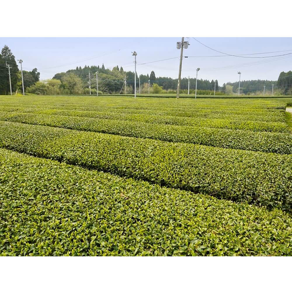 Kirishima Aracha Shincha Plantage