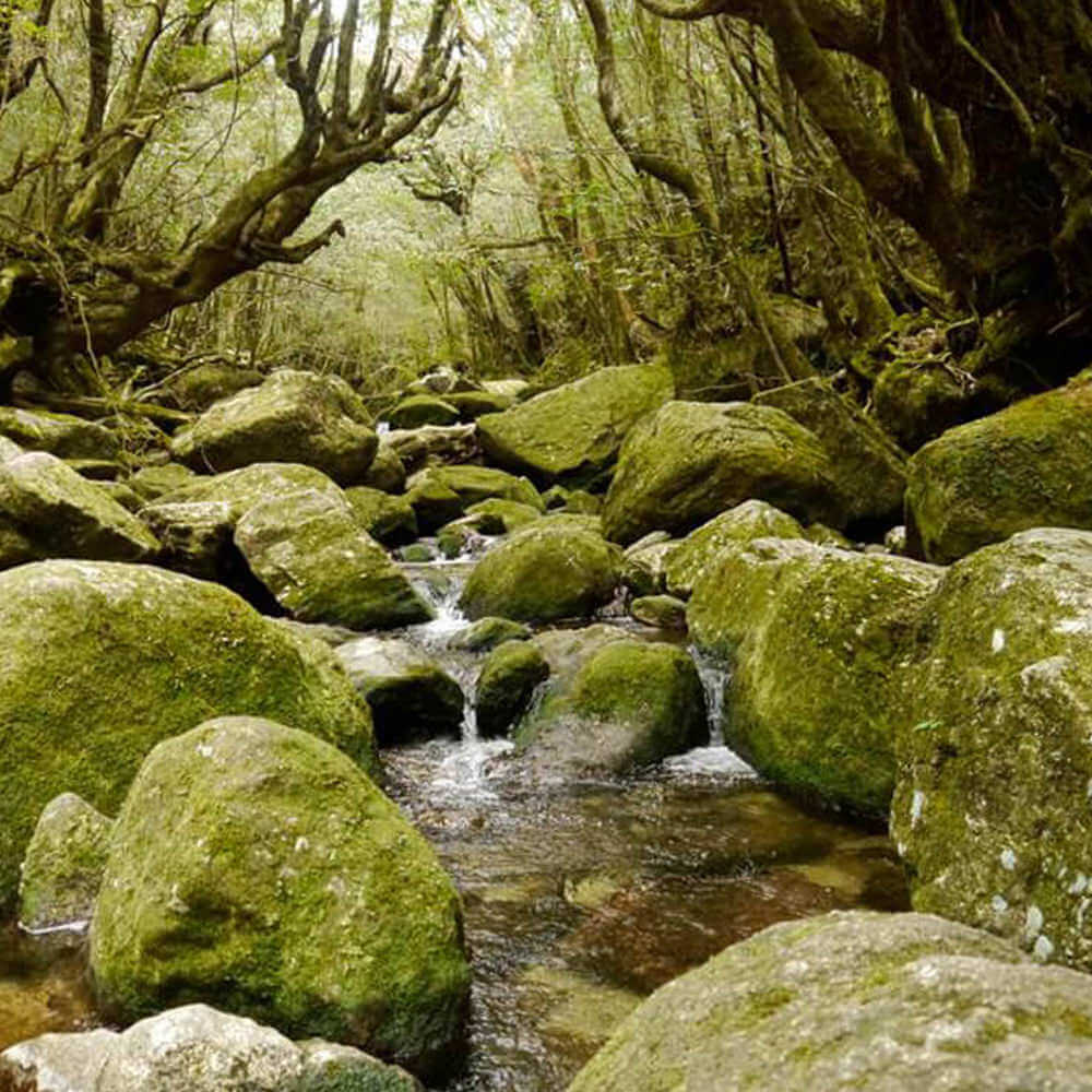 Umgebung des Teegartens von Familie Watanabe in Japan