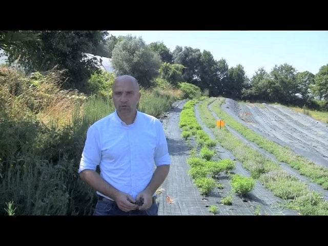 Kräutertee Verveine bio Video